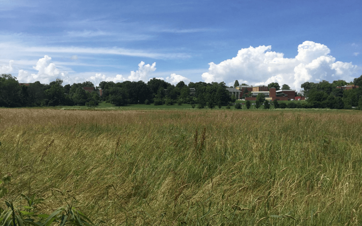 valle con pasto natural rodeada de arboles verdes con un edificio sobresaliendo al fondo